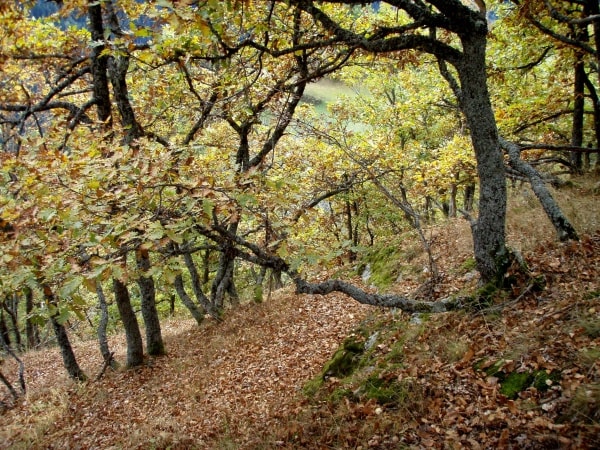 Geschichte: Waltensburger Meister & Burgen
