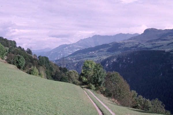 Geschichte: Wanderung durch den Eichenwald