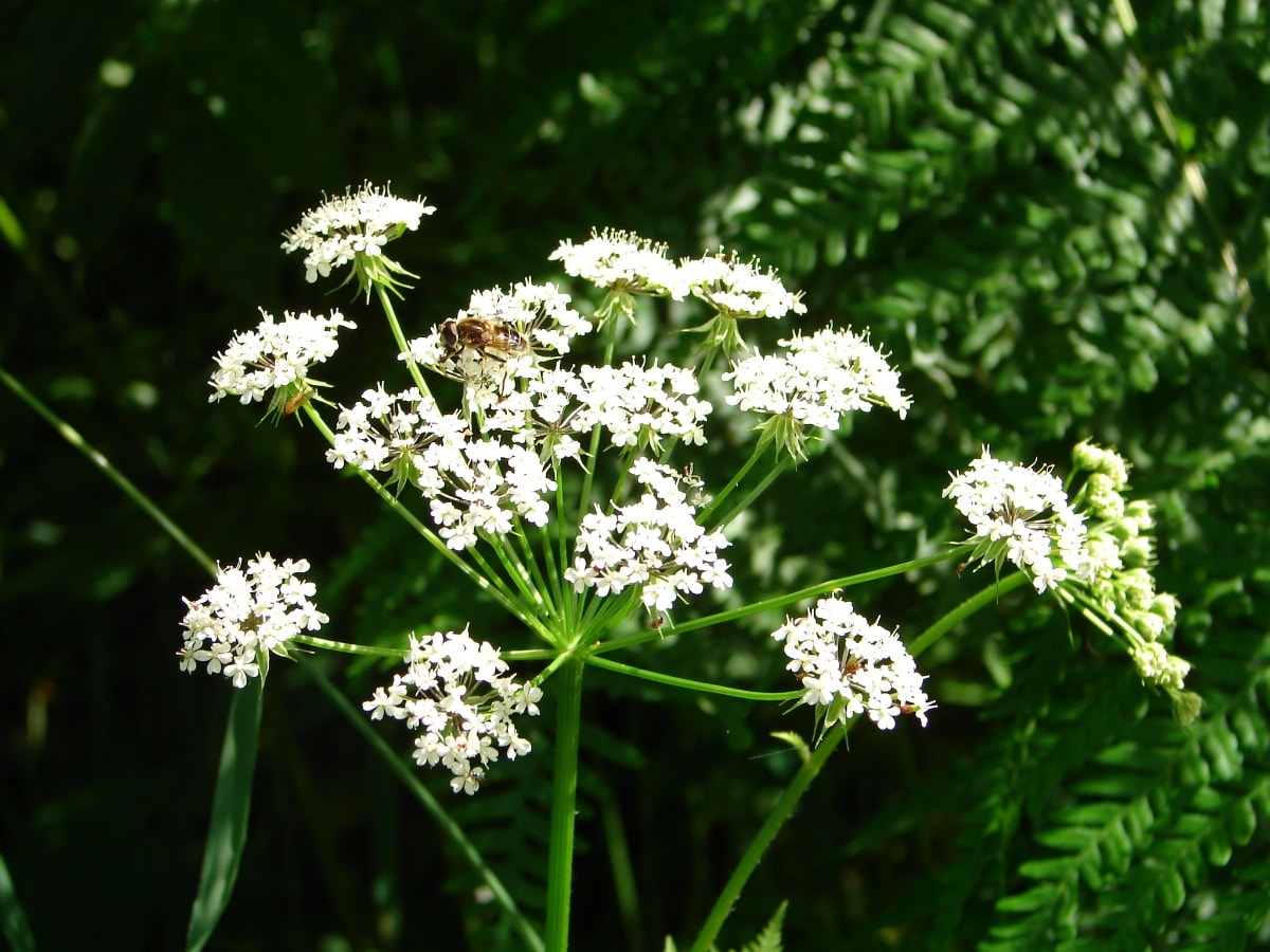 Geschichte: Senda historica - Brigels Survitg (Kinderwagentauglich)