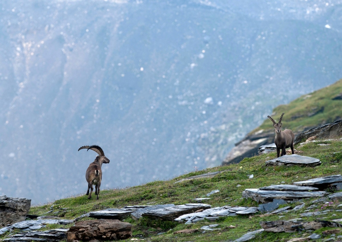 Geschichte: Die Bifertenhütte mit der Steinbock-Kolonie