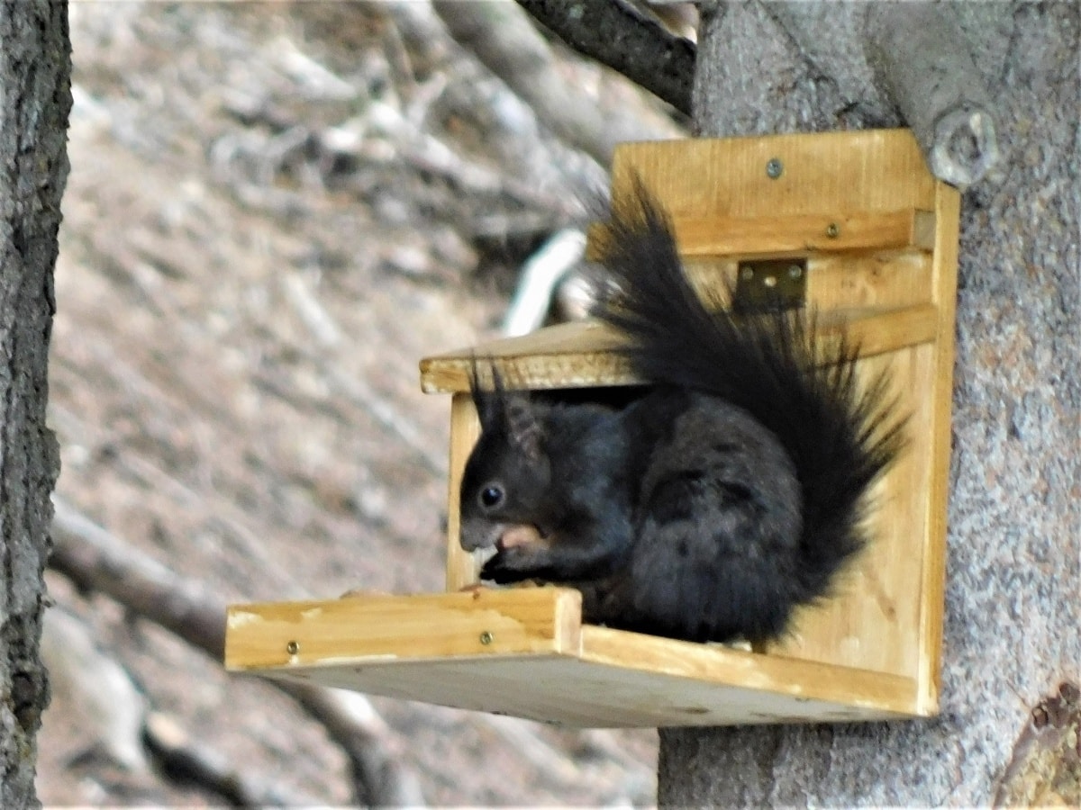 Geschichte: Auf dem Rettungspfad mit Burli