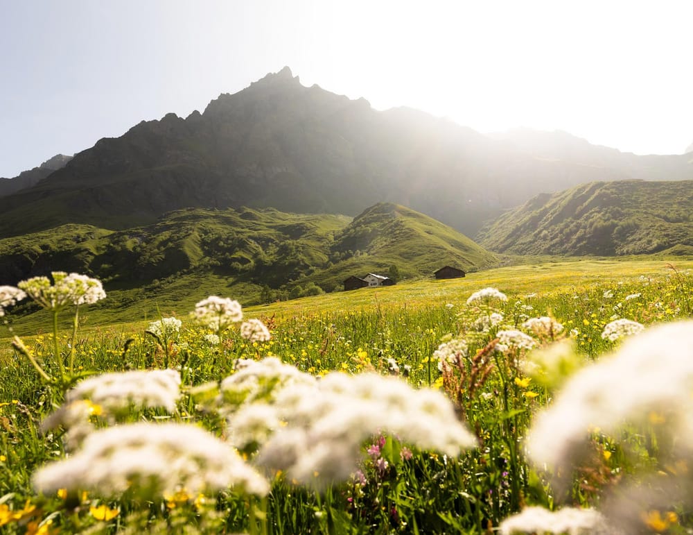 Sonnenüberflutete Blumenwiese mit Bergen im Hintergrund
