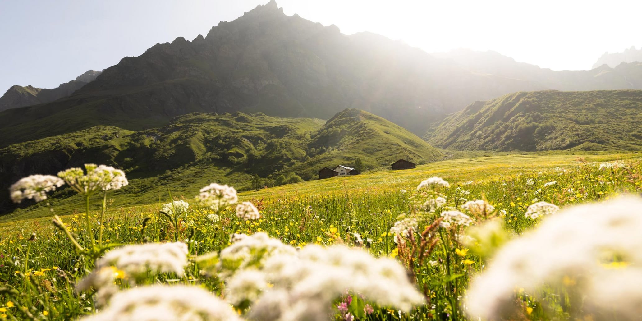 Sonnenüberflutete Blumenwiese mit Bergen im Hintergrund