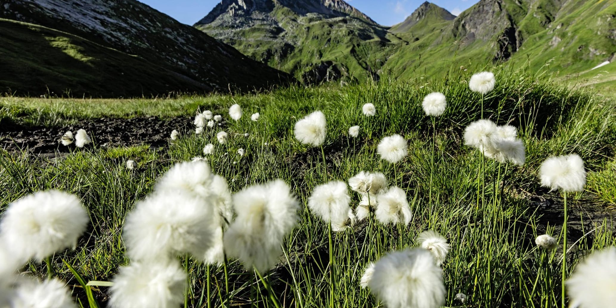 Alpenblumenwiese mit Berg im Hintergrund