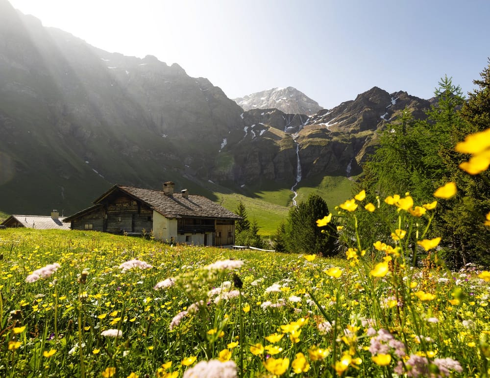 Safiental Blumenwiese und Sonnenschein