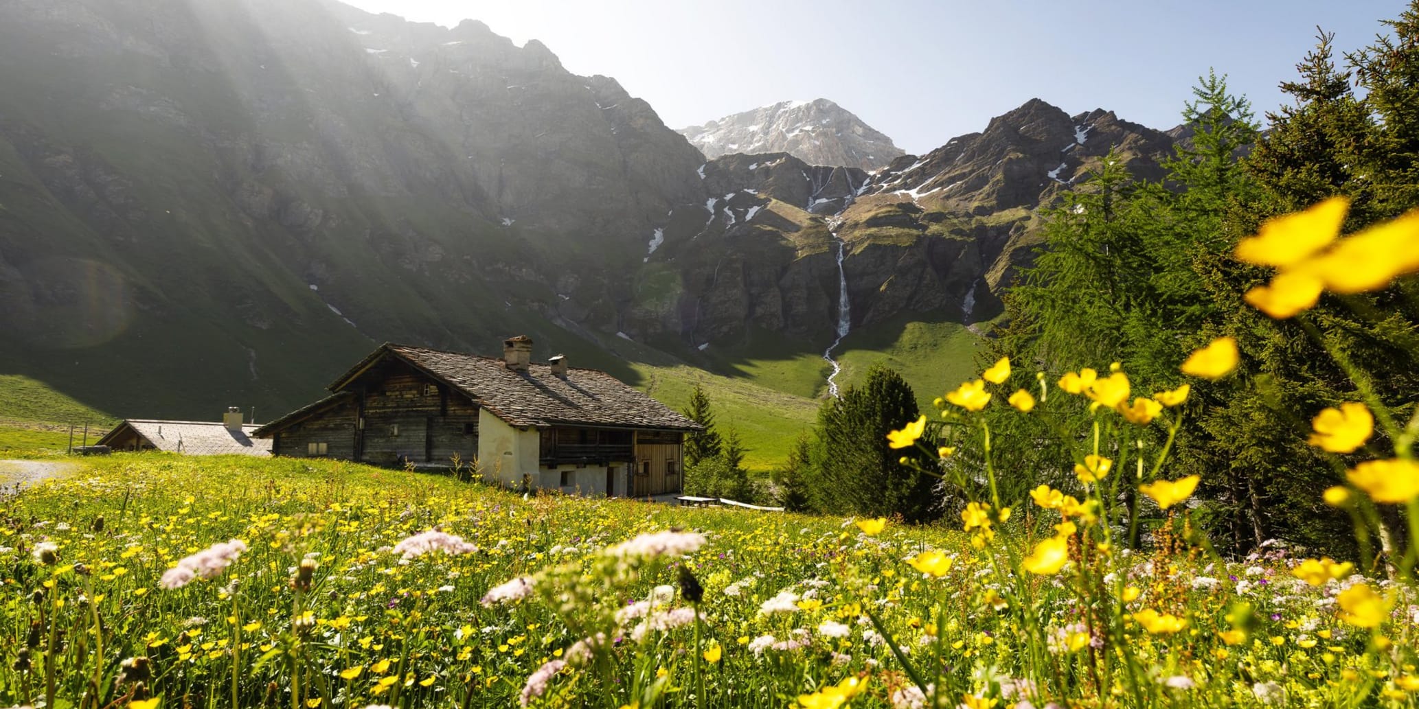 Safiental Blumenwiese und Sonnenschein