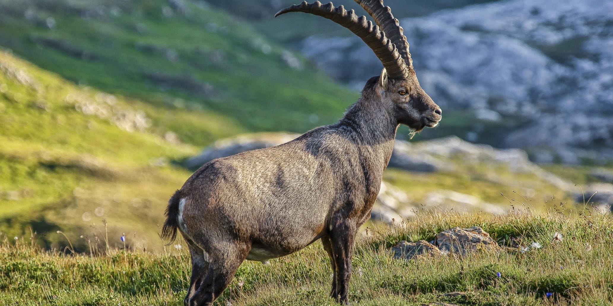 Steinbock auf Wiese in den Bergen im Frühling