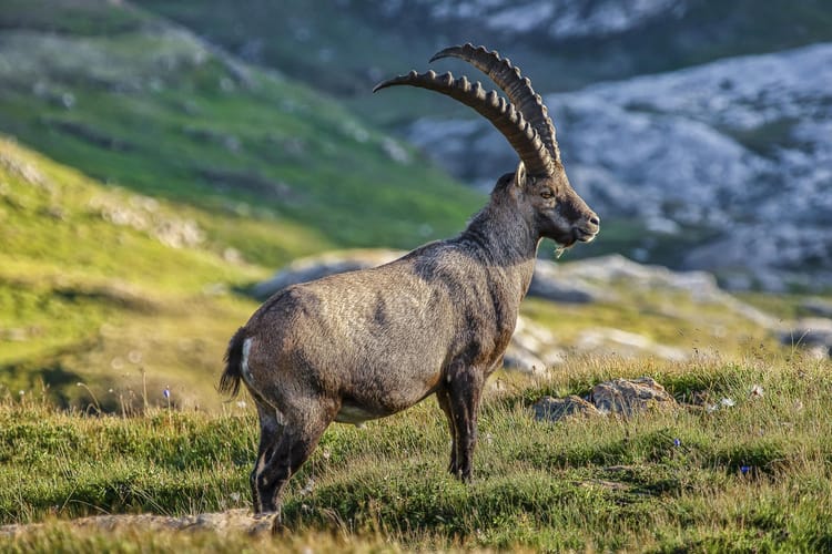 Steinbock auf grüner Wiese in den Bergen