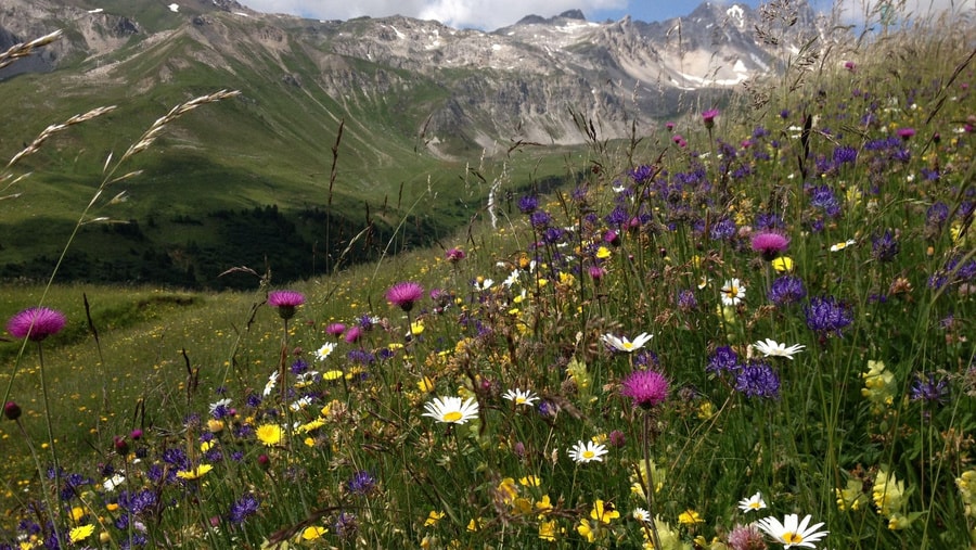 Geschichte: faszinaturRaum