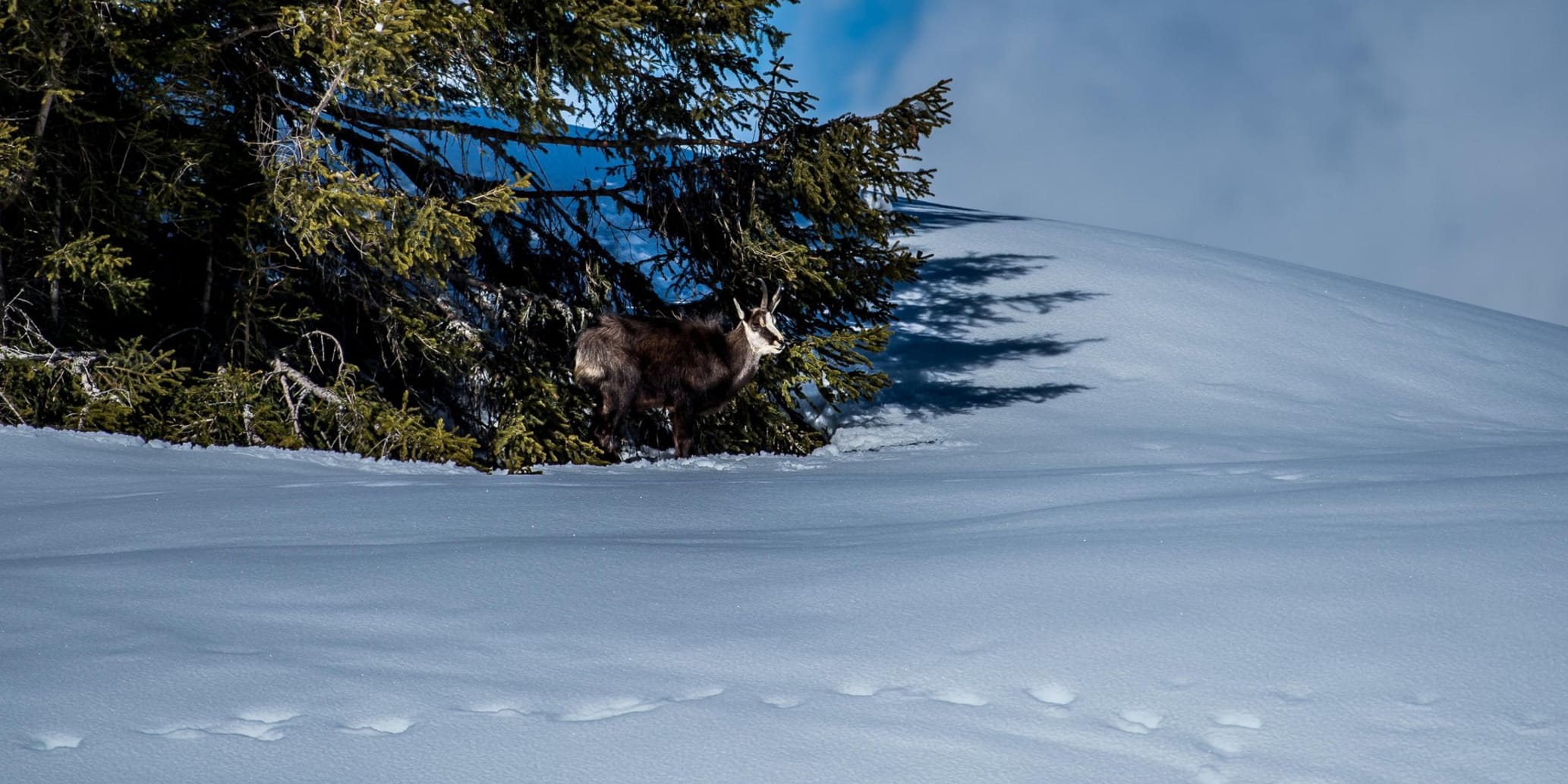 Gamse von Weitem bei Tanne im Schnee stehend