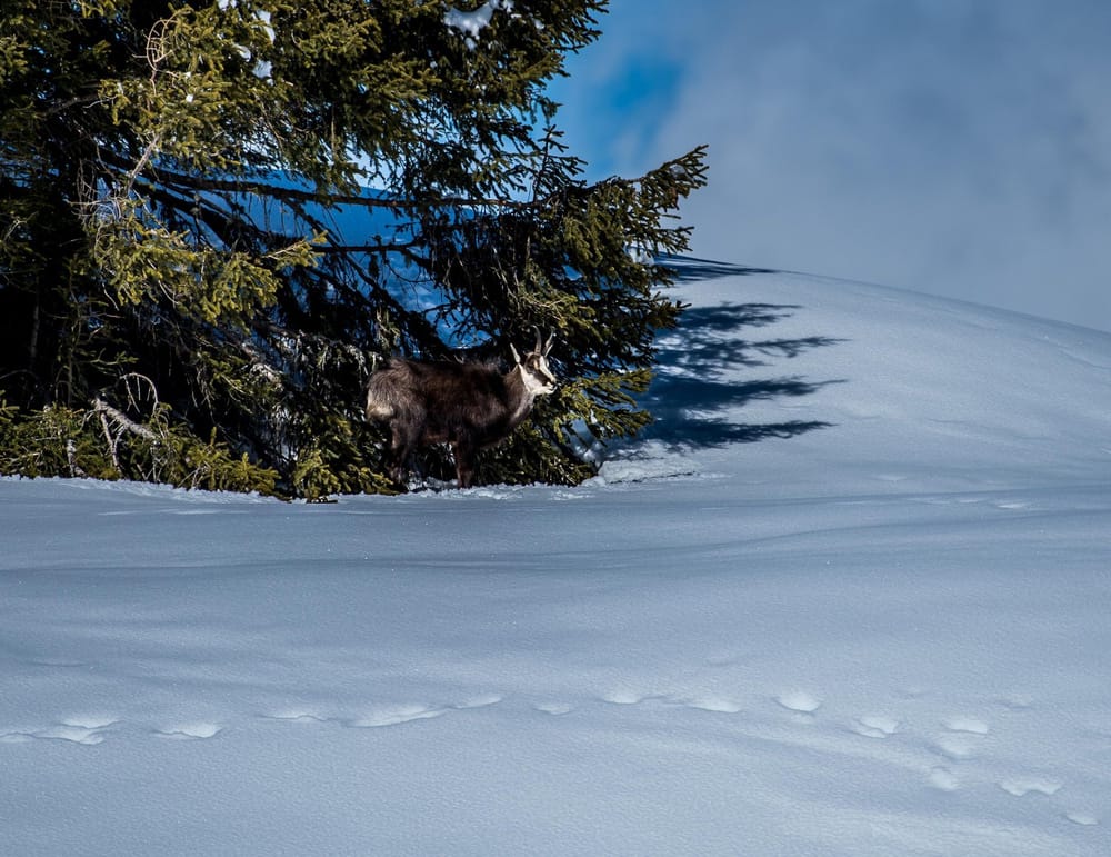 Gamse von Weitem bei Tanne im Schnee stehend