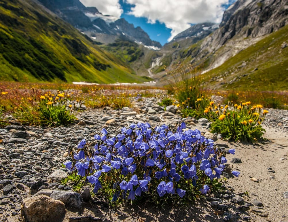 Violette und gelbe Blumen im Vordergrund, umgeben von Bergen im Sommer