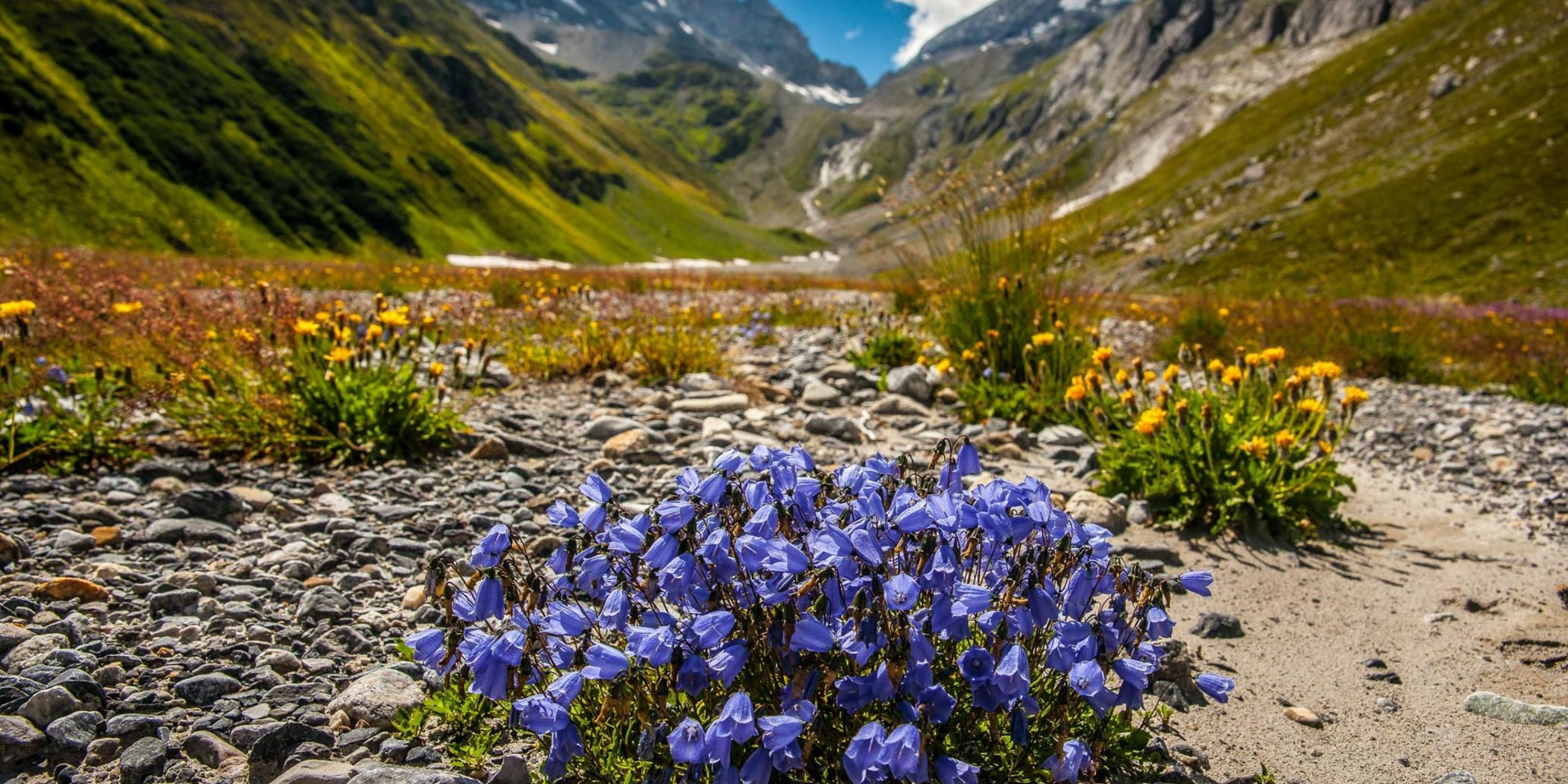 Violette und gelbe Blumen im Vordergrund, umgeben von Bergen im Sommer