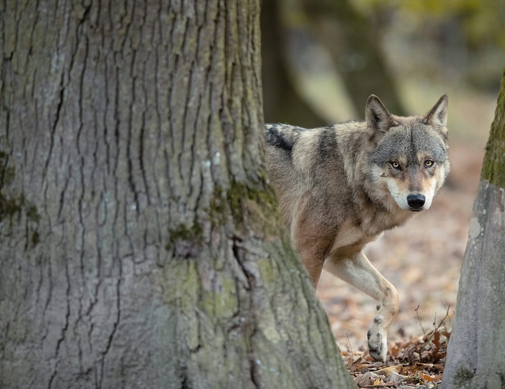 Wolf schaut hinter Baum hervor