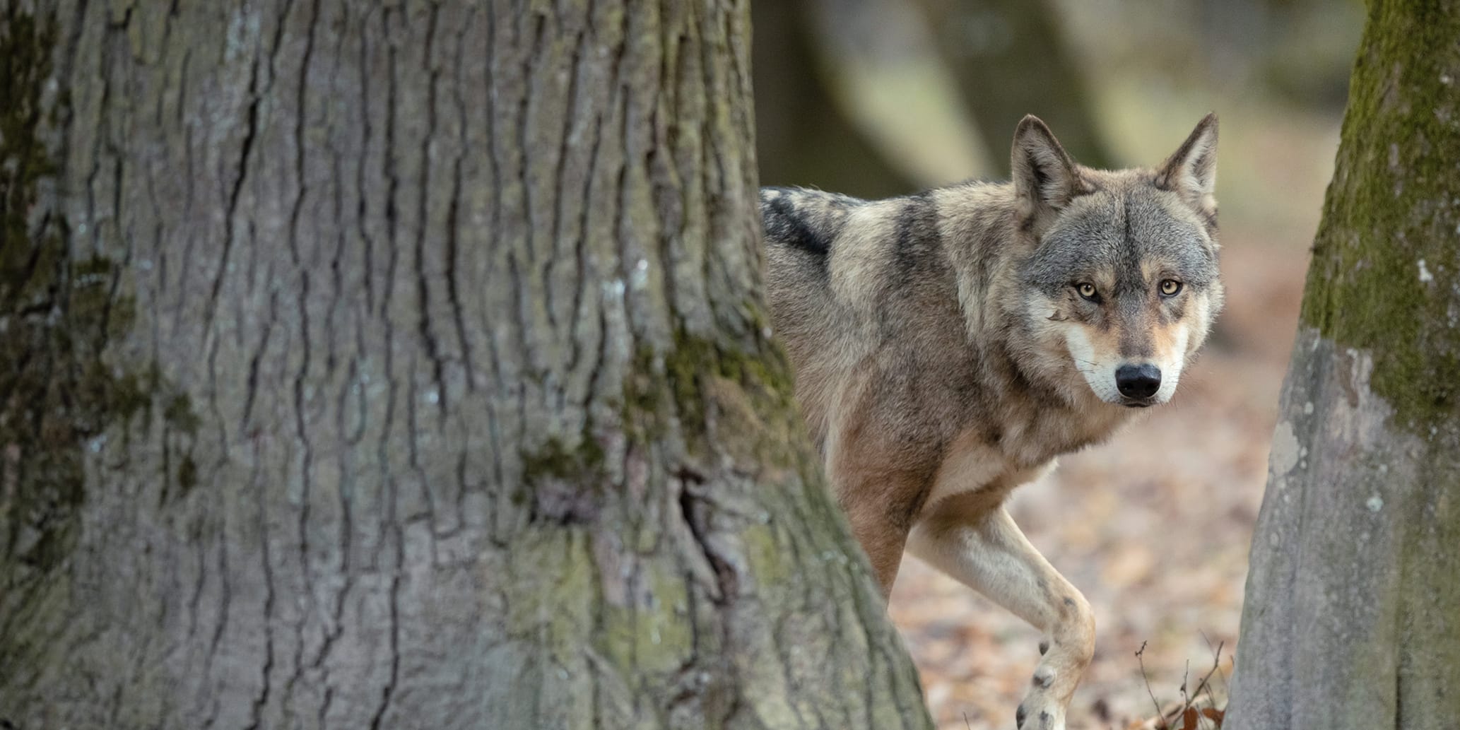 Wolf schaut hinter Baum hervor