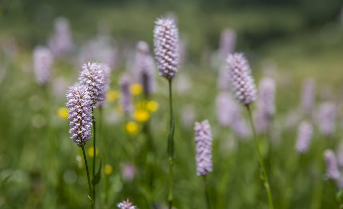Frühling in der Surselva
