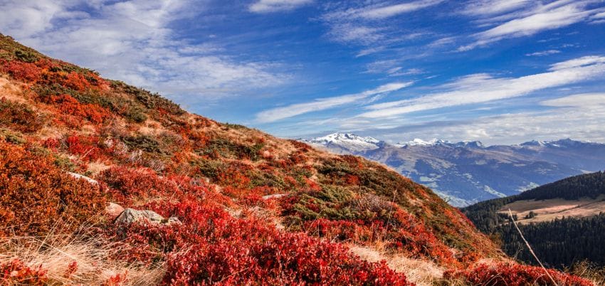 Heide im Herbst in den Bergen