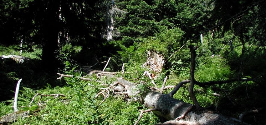 Umgestürzter Baum auf grünem Waldboden bei Sonnenschein