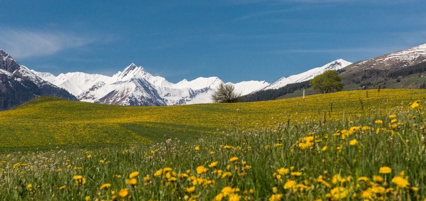 Löwenzahnwiese mit Schneebergen im Hintergrund bei Sonnenschein